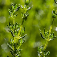 Herbs Plant 9cm - Set of 4 - Thyme