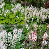 Tiarella Perennial Set - Mixed Colours - 3 x 2L Pots