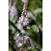 Tiarella Spring Symphony Perennial Plant 2L Pot - Set of 3