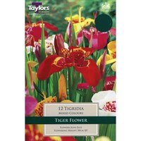 Taylors Bulbs Tigridia (Tiger Flower) (15 Pack) (TS795)