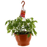 Tomato Tumbler Assorted Mixed Hanging Basket