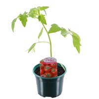 Tomatoes Nectar 10.5cm Pot Bedding Vegetables
