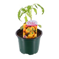 Tomatoes Orange Pixie 10.5cm Pot Bedding Vegetables