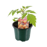 Tomatoes Sunbelle 10.5cm Pot Bedding Vegetables