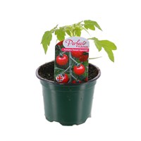 Tomatoes Sweet Aperatif 10.5cm Pot Vegetables