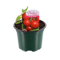 Tomatoes Totem 10.5cm Pot Vegetables