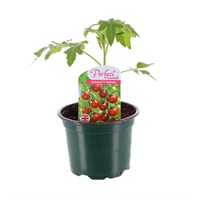 Tomatoes Tremelo 10.5cm Pot Vegetables
