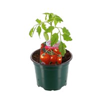 Tomatoes Tumbler 10.5cm Pot Bedding Vegetables