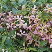 Trachelospermum asiaticum Pink Showers Climber 3L Pot