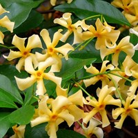 Trachelospermum jasminiodes Star of Toscane in a 3L Deep Pot Climber Plant