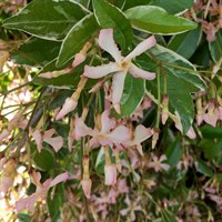 Trachelospermum jasminoides Star of Milano Climber 3L Pot