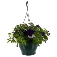 Trailing Petunia Mixed 25cm Hanging Pot Bedding