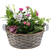 Mother's Day Planted Houseplant Basket Willow Arabella Trough