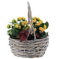 Mother's Day Planted Houseplant Basket Willow Birds Nest