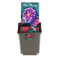 Tree Peony - Purple - 11cm Pot