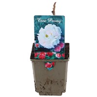 Tree Peony - White - 11cm Pot