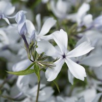 Tulbaghia Purple Eye Perennial Plant 2L Pot - Set of 3