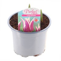 Tulip Ballade 10.5cm Pot Bedding Bulbs