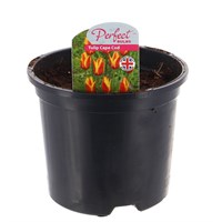 Tulip Cape Cod 13cm Pot Bedding Bulbs