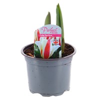 Tulip The First 10.5cm Pot Bedding Bulbs