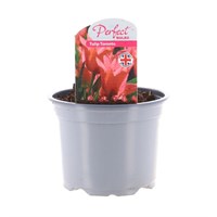 Tulip Toronto 10.5cm Pot Bedding Bulbs