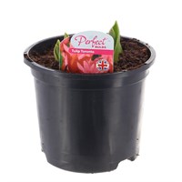 Tulip Toronto 13cm Pot Bedding Bulbs