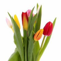 Tulip (x 8 Individual Stems) - Mixed
