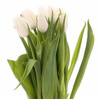 Tulips (x 8 Individual Stems) - White