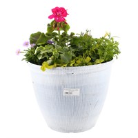 Tulumn Seasonal Bedding Planted Container 12 Inches - Summer