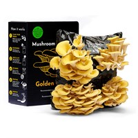 Urban Farm Golden Oyster Mushroom Growing Kit (BK-G-GIFT)