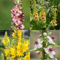 Verbascum Perennial Set - Mixed Colours - 3 x 2L Pots