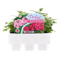 Verbena Vegas Appleblossom & Fluor Pink Mini 6 Perfect Partners Boxed Bedding