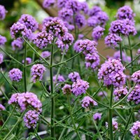 Verbena Bon. Meteor Shower 2L Pot - Set of 3