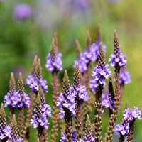 Verbena Lavender Spires Perennial Plant 2L Pot - Set of 3