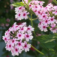 Verbena Margaret's Memory 2L Perennial Plant - Set of 3