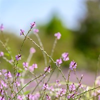 Verbena Officinalis Bampton 2L Pot - Set of 3
