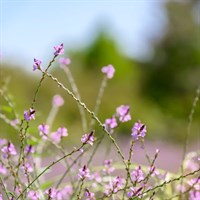 Verbena Officinalis Bampton Perennial Plant 9cm Pot - Set of 3