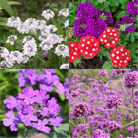 Verbena Perennial Set - Mixed Colours - 5 x 9cm Pots