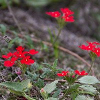 Verbena Peruviana Perennial Plant 9cm Pot - Set of 3
