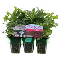 Verbena Vegas Purple & White Mini 6 Perfect Partners Boxed Bedding
