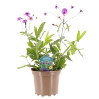 Verbena Santos Purple 2L Pot Perennial