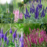 Veronica Perennial Set - Mixed Colours - 3 x 2L Pots