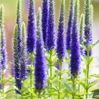 Veronica Spic. Ronica Blue 2L Pot - Set of 3