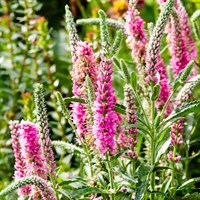 Veronica Spic. Ronica Fuchsia Perennial Plant 2L Pot - Set of 3