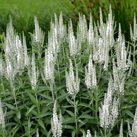 Veronica Spic. Snow Candles Perennial Plant 2L Pot - Set of 3