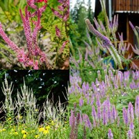 Veronicastrum Perennial Set - Mixed Colours - 3 x 2L Pots