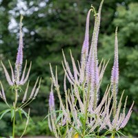 Veronicastrum Vir. Lavendelturm 2L Perennial Plant - Set of 3