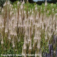 Veronicastrum Vir. Pink Glow Perennial Plant 9cm Pot - Set of 3