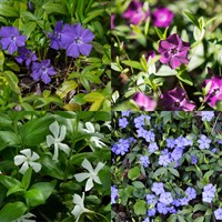 Vinca Minor Perennial Set - Mixed Colours - 3 x 2L Pots