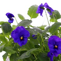 Viola F1 Blue With Blotch 6 Pack Boxed Bedding